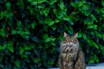 Poster - Closeup of a cute furry cat standing next to a green leaf bush