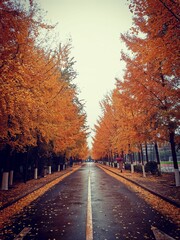 Vertical shot of trees in autumn along the street, vertical shot