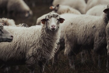 Canvas Print - Herd of sheeps grazing on a field in the countryside