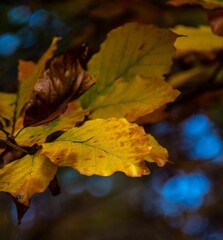 Closeup shot of yellow leaves in autumn.