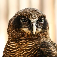 Poster - Close-up shot of a rufous owl with blurry background