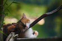 Selective Focus Shot Of An Adorable Cat Sleeping Leaning On A Tree Branch