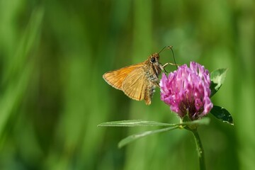 Sticker - Close-up shot of a large skipper sitting on a pink flower isolated on a blurred background