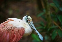 Closeup Of A Beautiful Roseate Spoonbill On A Blurred Nature Background