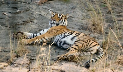 Poster - Beautiful shot of a large orange tiger laying on the shore of a lake