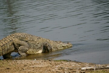 Canvas Print - High angle shot of a crocodile entering a blue lake