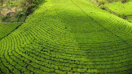 Wall Mural - Aerial scene of cars driving on curvy highway with meadow and large pasture around