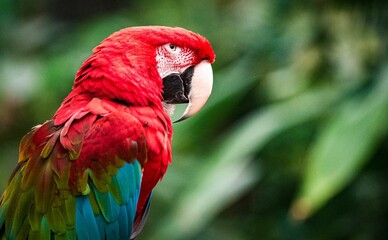 Poster - Closeup of the colorful macaw parrot (Ara Macao) looking aside with a blurry background