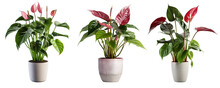 Collection Of Beautiful Plants In Ceramic Pots Isolated On Transparent Background