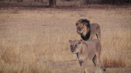 Canvas Print - Strong lion looking at lioness passing through the savannah through dry grass