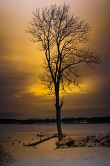 Sticker - Vertical long exposure shot of a weathered tree grown at the lake on the background of the sunset