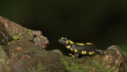 Wall Mural - Closeup of a Salamanders amphibians lizard moving on tree root in the forest