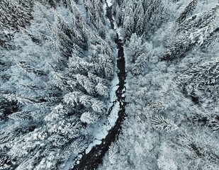 Wall Mural - Aerial shot of the forest with trees covered with snow