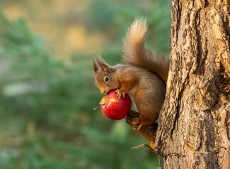 Wall Mural - Closeup of a red squirrel eating a ripe red apple on tree in the forest.