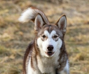  Beautiful shot of a white brown Alaskan malamute dog in a park