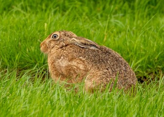 Sticker - Close-up of a hare (Lepus europaeus) sitting on the grass