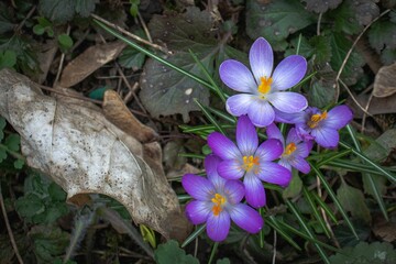 Close-up shot of beautiful blue flowers growing in a park