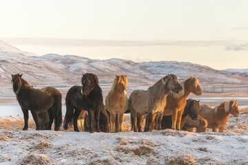 Canvas Print - Closeup of horses grazing on a snowy field