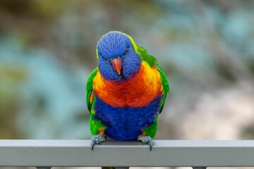 Wall Mural - Closeup of a beautiful Rainbow lorikeet parrot against a blurry background