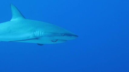 Wall Mural - Closeup shot of a shark on the ocean