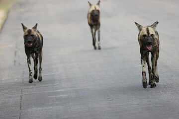 Poster - Closeup shot of African wild dogs running on the road