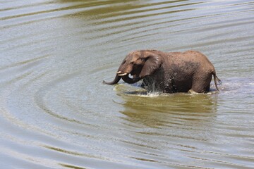 Sticker - Closeup shot of an elephant in the water