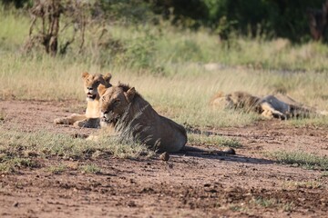 Poster - Closeup of lions resting in the nature