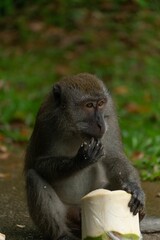 Sticker - Vertical shot of a cute brown monkey eating coconut