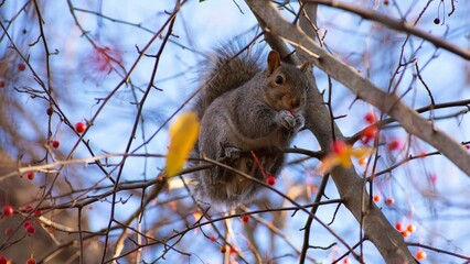 Wall Mural - Eastern gray squirrel sitting on a tree branch eating a cherry with blur background