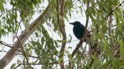 Poster - Low angle of an Eurasian magpie bird perching on vibrating tree leaves on a windy day