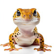 Leopard Gecko (Eublepharis macularius) standing, looking curious
