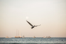 Brown Pelican Flying Over Costa Rica Beach Ocean 