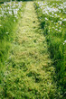 © J.R. PHOTOGRAPHY/Stocksy - path in the lawn