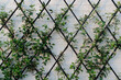 © Alison Winterroth/Stocksy - Jasmine climbing a trellis