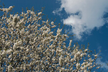 Cherry Tree Under Blue Sky