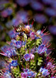 © Lindsey Rivera/Stocksy - Bumble Bee Pollinating Flowers