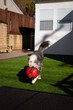 © Lindsey Rivera/Stocksy - Old English Sheepdog Plays Fetch