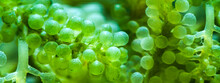 Abstract Texture Background Of Alga In Super Macro Shot, Closeup Of Green Algae In Water And Showing Pattern Of Aquatic Sea Plant, Biology And Microbiology Education In Laboratory Concept