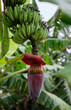 © ChaoShu Li/Stocksy - Closeup beautiful banana flower