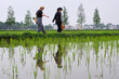 © ChaoShu Li/Stocksy - Chinese mother and daughter walking in spring rice fields