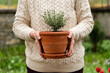 © Pixel Stories/Stocksy - Gardener woman repotting thyme herb plant