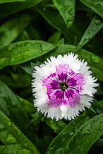 Purple And White Dianthus From Above