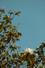 Magnolia Tree With White Flower