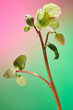 © Irina Bo/Stocksy - Flowers on a gradient pink green background
