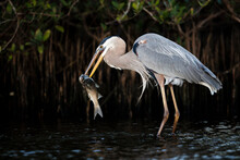 Great Blue Heron And Mullet
