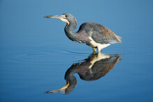 Tricolored Heron With Fish