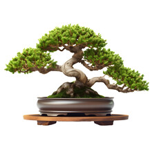 Green Bonsai Tree In A Pot On A White Background