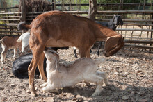 A Young Goat Feeds From Its Mother.