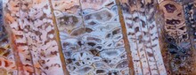 Coral Skeleton Fossil Crystal Jade Agate Texture Detail