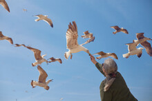 A Mature Woman Feeding The Seagulls On A Beautiful Sunny Day.